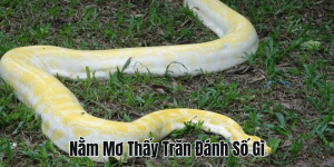 Nằm Mơ Thấy Bắt Lươn Đánh Số Gì? Hé Lộ Con Số May Mắn!